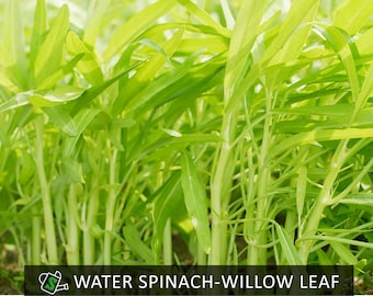 Fast-Growing Willow Leaf Water Spinach Seeds - Kong Xin Cai - Cut-and-Come-Again Vegetable!