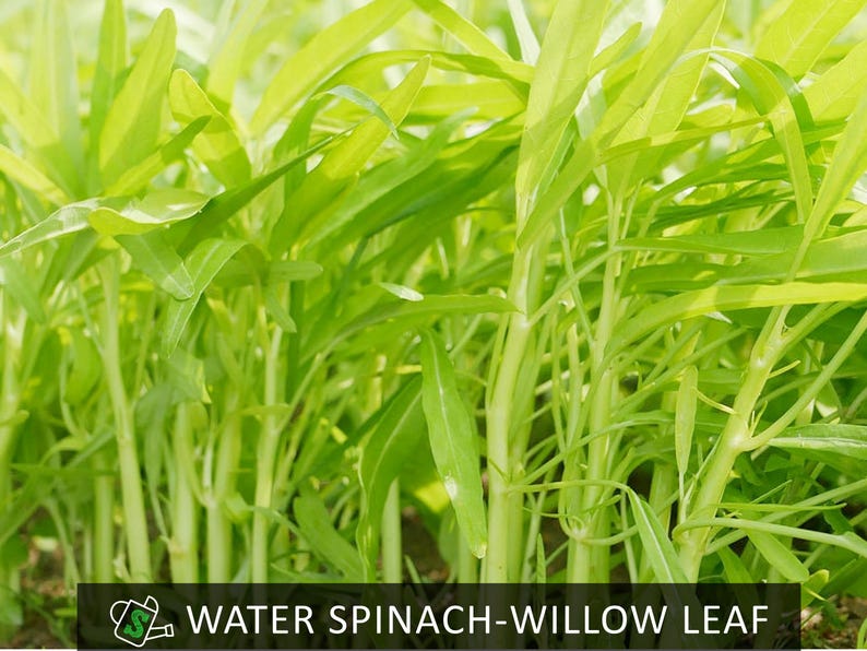 Fast-Growing Willow Leaf Water Spinach Seeds - Kong Xin Cai - Cut-and-Come-Again Vegetable! image 1