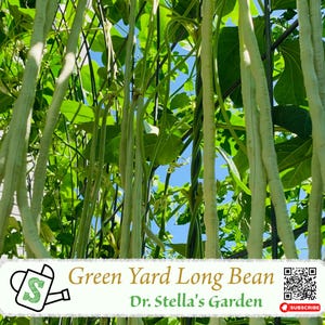 Organic Green Yard Long Bean Seeds: Heirloom, High Anthocyanin | 种出你自己的“绿色面条”！神奇的白玉长豇豆！30 seeds