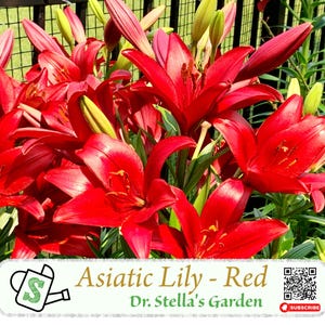 Red Asian Lily Bulbs - Easy to Grow, Early Blooming, Vibrant Colors | 红色亚洲百合球根 - 易栽早花 色彩缤纷 切花园艺之星