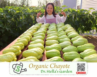 1 Perennial Chayote Squash Seed/Plant (Soft Prickly/Smooth