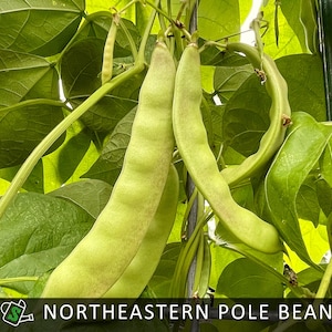Heirloom Northeastern Pole Bean Seeds, Meaty Stewing Pods, Cold-Hardy Vines | 20 seeds