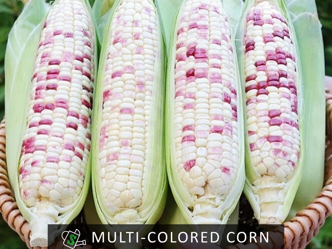 Waxy Corn Seeds - Wild Violet Sweet Corn, Sticky Chewy Asian Variety ...