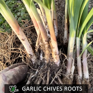 May include: Close-up of garlic chives roots, showing the base of the plant with visible roots and green leaves. The text "GARLIC CHIVES ROOTS" is displayed at the bottom of the image. The chives are a light green color.
