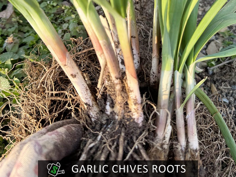 Chives Rooth's Organic Garlic Chives Roots, Broad-leaf Purple Stem | Heirloom ...