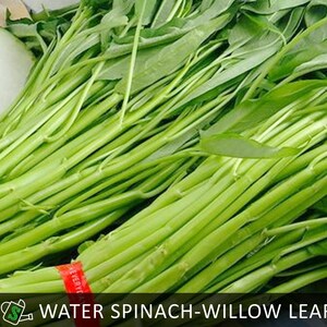 May include: Fresh bundles of water spinach, also known as willow leaf, are displayed. The vibrant green stems and leaves are tied together with a red band. A white vegetable is visible in the background.
