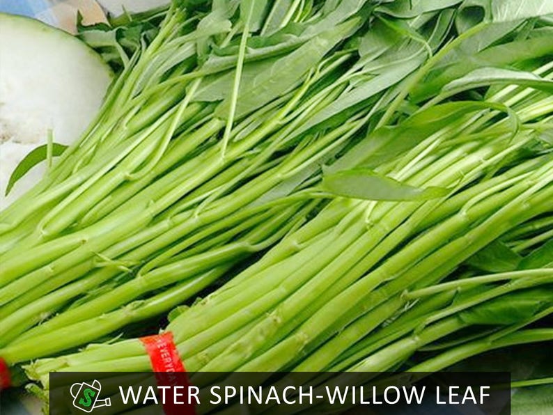 May include: Fresh bundles of water spinach, also known as willow leaf, are displayed. The vibrant green stems and leaves are tied together with a red band. A white vegetable is visible in the background.