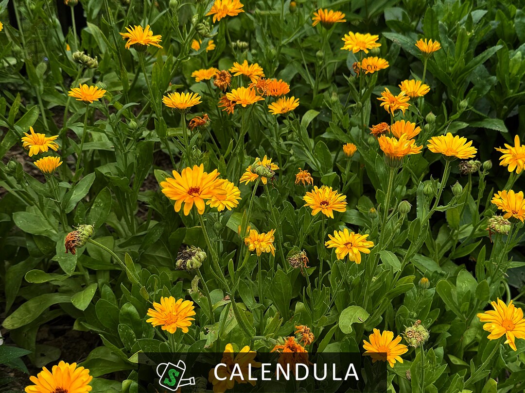 Organic Calendula Officinalis Seeds: Heirloom Pot Marigold, Medicinal ...