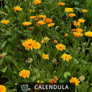 Organic Calendula Officinalis Seeds: Heirloom Pot Marigold, Medicinal Herb, Pollinator Friendly | 50+ seeds
