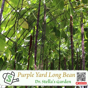 Organic Purple Yard Long Beans, Asparagus Bean, 有机紫色长豇豆，富含花青素 (30 seeds)