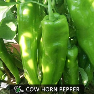 May include: Close-up of vibrant green cow horn peppers growing on a plant. The peppers are long, slender, and slightly curved, with a glossy surface. The image includes the text "COW HORN PEPPER" in a black box at the bottom.