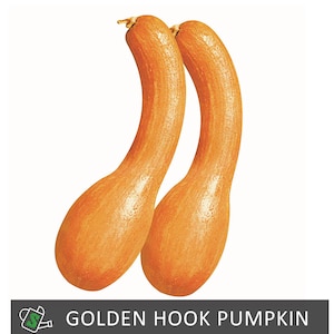 May include: Two Golden Hook pumpkins with long, curved necks and a vibrant orange color. The pumpkins have a smooth texture and are set against a white background. The text "GOLDEN HOOK PUMPKIN" is displayed at the bottom.