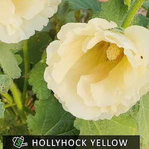 Heirloom Yellow Hollyhock Seeds - Cottage Garden Classic | 20 Seeds