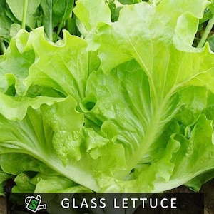Glass Crispy Lettuce Seeds | Crystal-Clear Leaves, Extra Crunchy | Slow-Bolting & Heat Tolerant | 200+ seeds