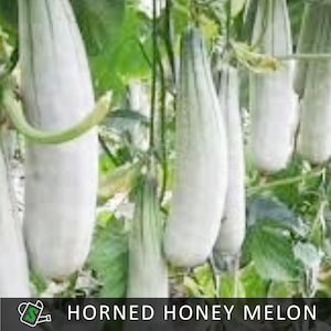 Horned Honey Melon Seeds, Heirloom, Sweet & Crispy, Early Maturing | 20 seeds