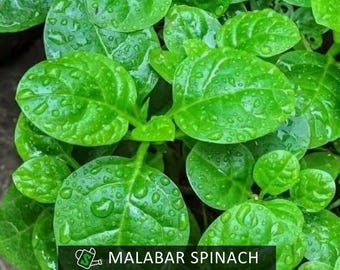 Organic Malabar Spinach Seeds - Heirloom Climbing Vine | Summer Green | Ornamental & Edible | 30 seeds