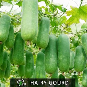 Hairy Gourd Seeds - Fuzzy Melon, Soft & Mild, Prolific Vine | 10 seeds