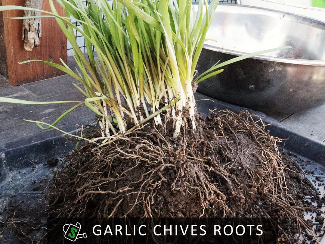 Chives Rooth's Organic Garlic Chives Roots, Small-leaf | Heirloom Perennial - Cut-and ...