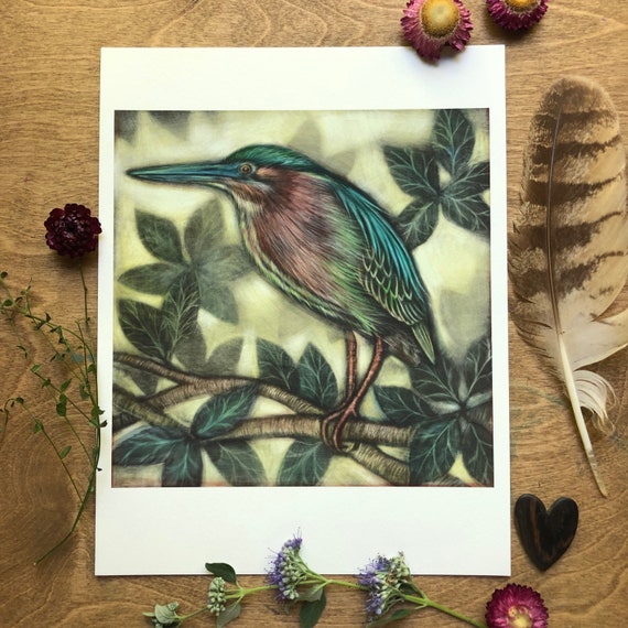 Green Heron|illustrated green heron|green heron art|green heron archival print|green heron illustration|green heron ink painting|green heron