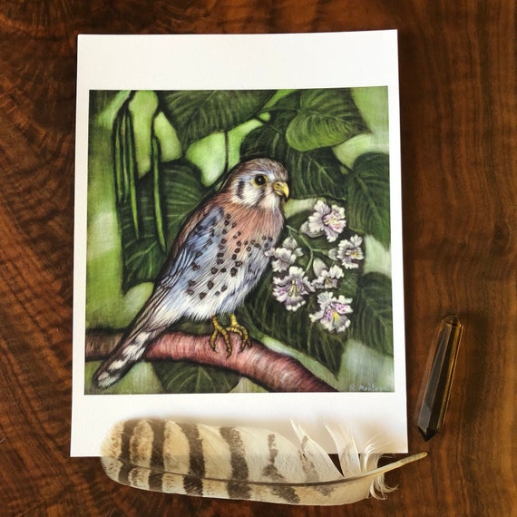 American Kestrel, Catalpa Archival Print, Kestrel Art, american kestrel ink painting, kestrel print-catalpa art, naturalist gift