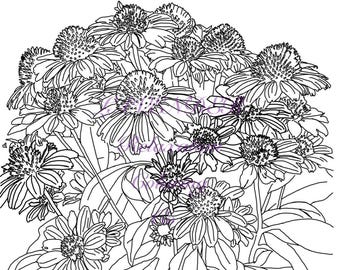 Página para colorear de flores imprimible/ Arte lineal de equinácea dibujado a mano/ Hoja para colorear botánica para adultos