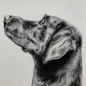Pointer Mix Dog - Original Drawing