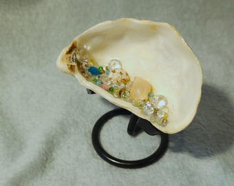 Concha del tesoro con expositor