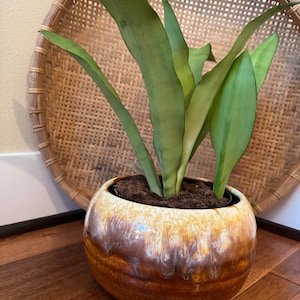 May include: A potted snake plant with long, green leaves in a round, glazed ceramic pot. The pot has a brown and yellow ombre effect. The plant sits on a wooden floor, with a woven basket in the background.