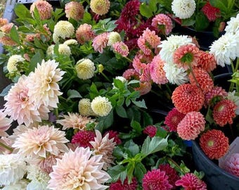 LAST CALL for Dahlia Tubers for Spring 2026