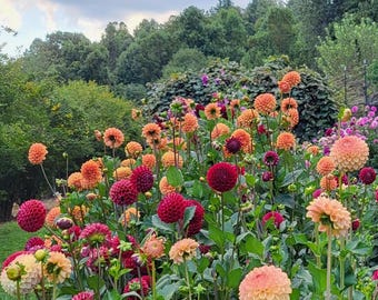 Dahlia Tuber for Spring 2026 Multiple Varieties (Listing 1 of 2)