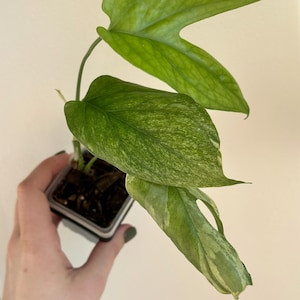 philodendron birkin hybrid Philodendron Birkin Care Guide