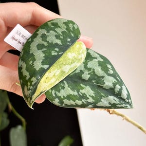 Scindapsus Matcha - Etsy