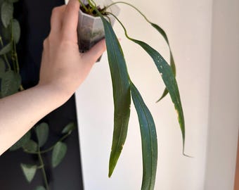 Anthurium Friedrichsthalii - Exact Plant