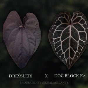 May include: Two heart-shaped leaves are displayed against a dark background. One leaf is a solid dark purple, while the other has a dark background with a white vein pattern. Text at the bottom reads "DRESSLERI X DOC BLOCK F2".