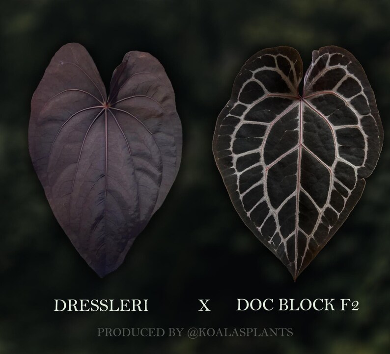 May include: Two heart-shaped leaves are displayed against a dark background. One leaf is a solid dark purple, while the other has a dark background with a white vein pattern. Text at the bottom reads "DRESSLERI X DOC BLOCK F2".