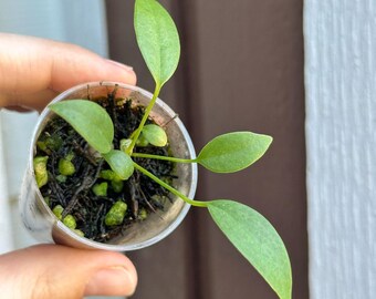 Anthurium Wendlingeri - Growers Choice Small Seedling