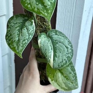 Scindapsus Matcha - Etsy
