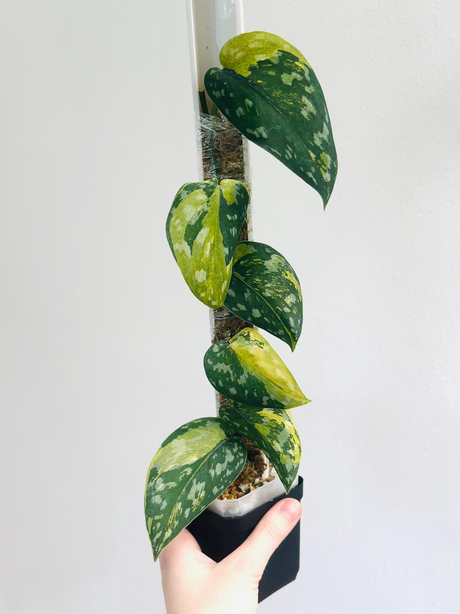 Scindapsus Mariposa - Etsy