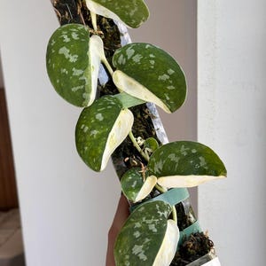 Scindapsus Matcha - Etsy