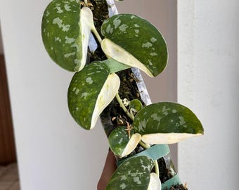 Scindapsus Argy Albo Halfmoon - US Seller