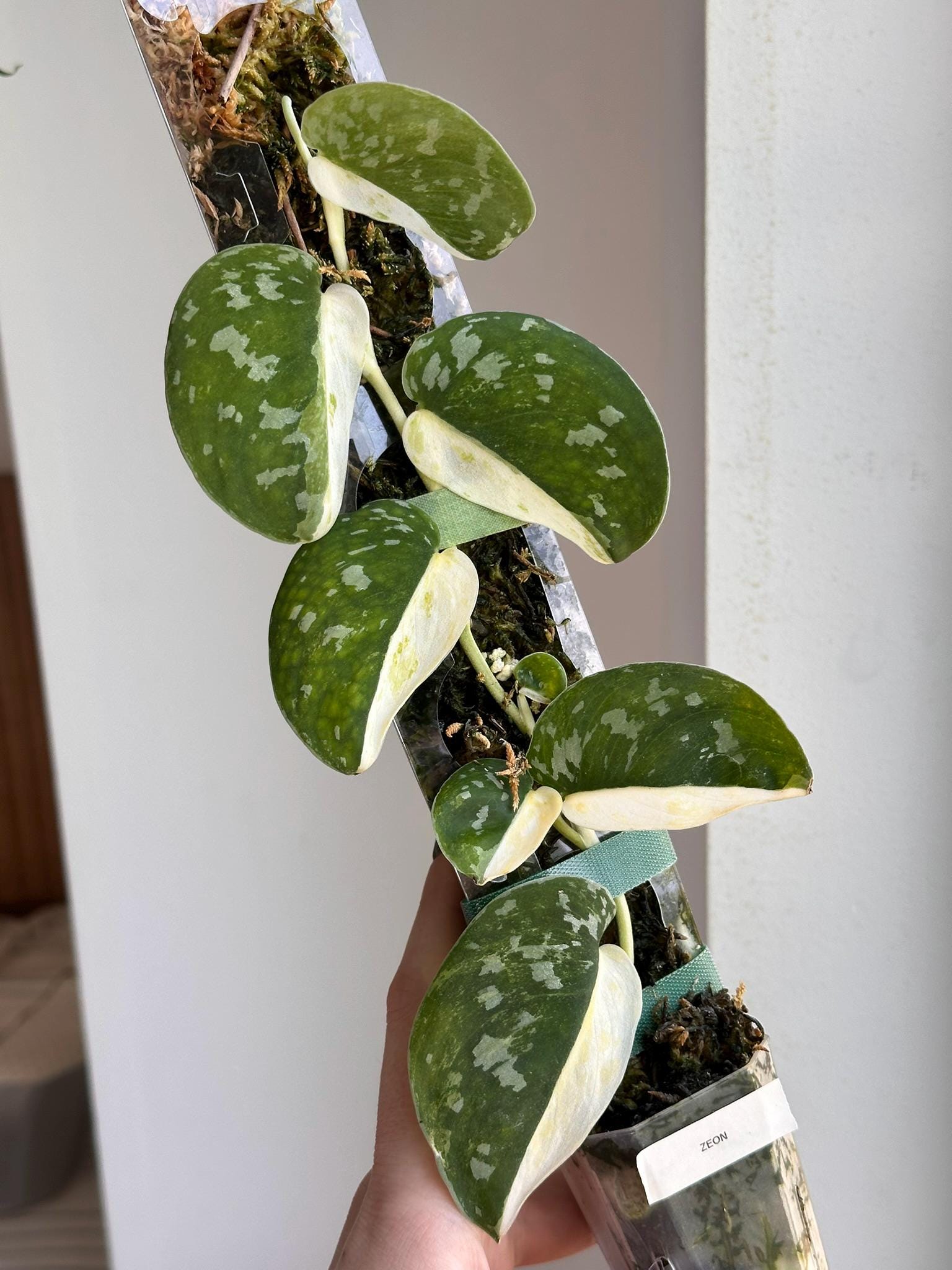 Scindapsus Matcha - Etsy