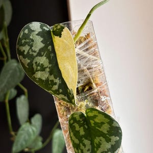 Scindapsus Matcha - Etsy