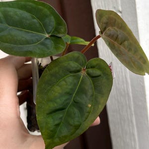 May include: Close-up of a plant with large, dark green leaves. The leaves have prominent veins and a slightly textured surface. The plant is in a clear plastic container, and the stems are reddish-brown. The background is a mix of white and brown.