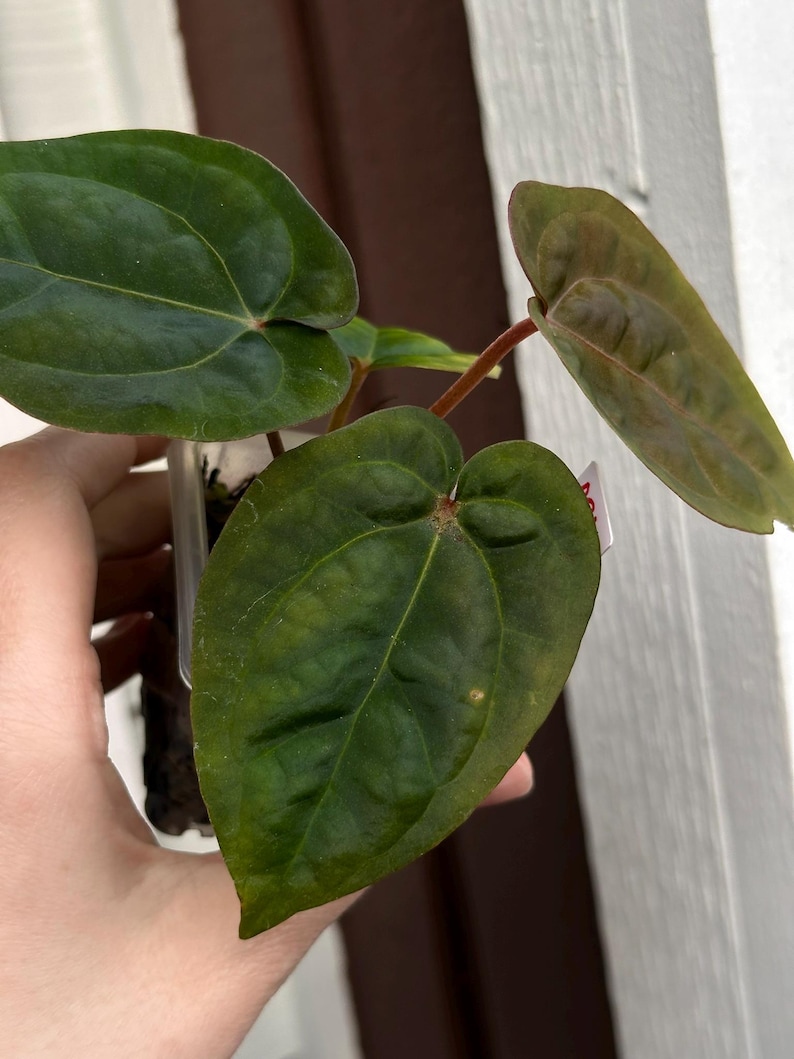 May include: Close-up of a plant with large, dark green leaves. The leaves have prominent veins and a slightly textured surface. The plant is in a clear plastic container, and the stems are reddish-brown. The background is a mix of white and brown.