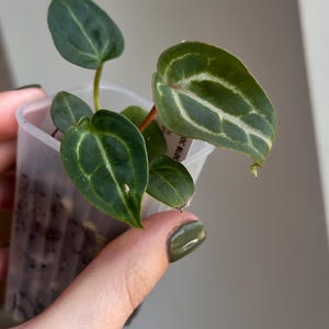 May include: A small potted plant with dark green leaves and prominent white veining. The plant is in a clear plastic container, held by a hand with green nail polish. The leaves have a heart shape.
