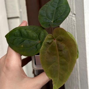May include: A close-up of a small plant with three large, heart-shaped leaves. The leaves are a deep green with visible veins, and one leaf has a reddish-brown hue. The plant is held in a clear plastic container.