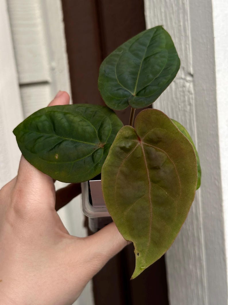 May include: A close-up of a small plant with three large, heart-shaped leaves. The leaves are a deep green with visible veins, and one leaf has a reddish-brown hue. The plant is held in a clear plastic container.
