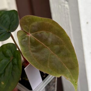 May include: Close-up of a plant with large, heart-shaped leaves. The leaves are a deep green with reddish veins and a velvety texture. The plant is in a clear plastic pot, and a white label is visible.