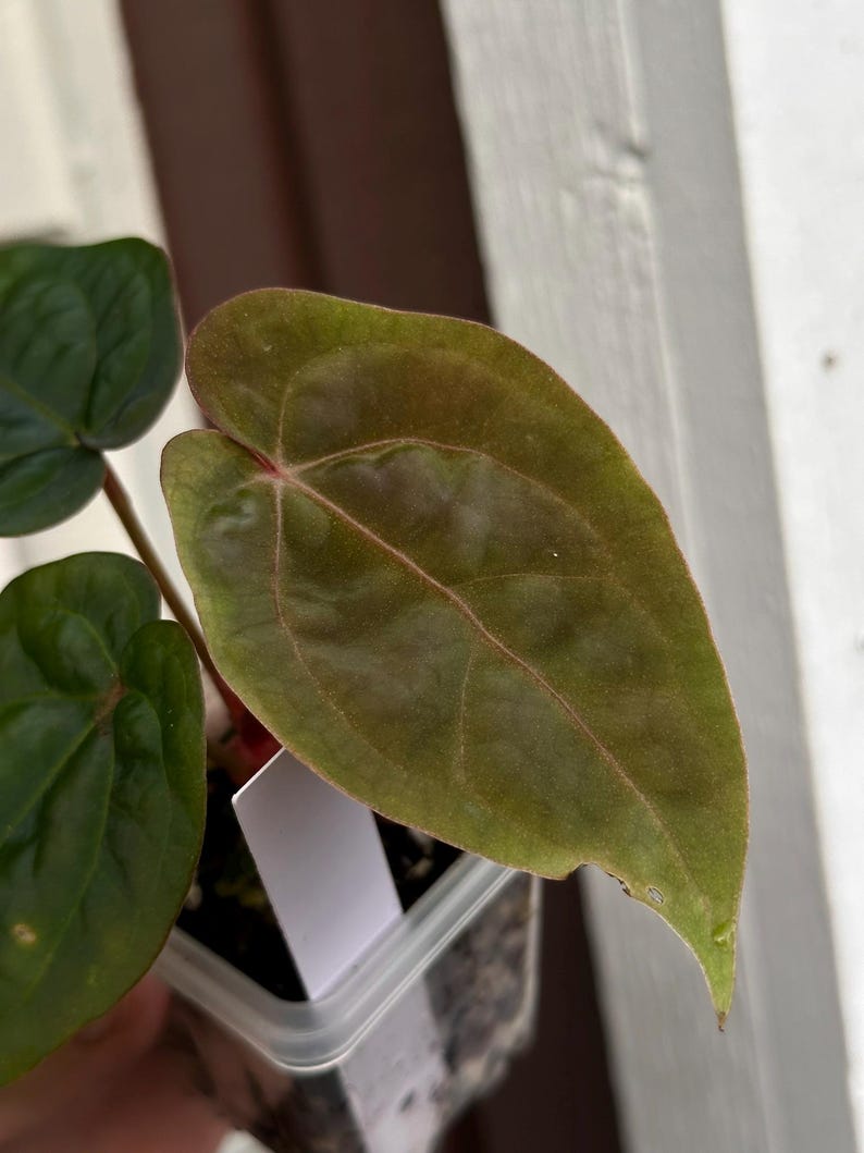 May include: Close-up of a plant with large, heart-shaped leaves. The leaves are a deep green with reddish veins and a velvety texture. The plant is in a clear plastic pot, and a white label is visible.