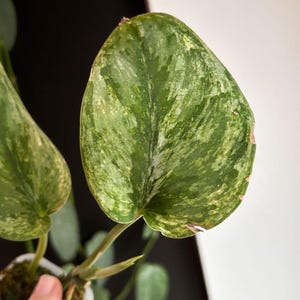 Scindapsus Matcha - Etsy